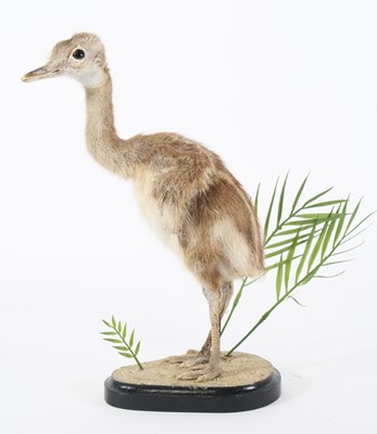 Lot 3673 - A taxidermy Ostrich Chick (Struthio camelus),...
