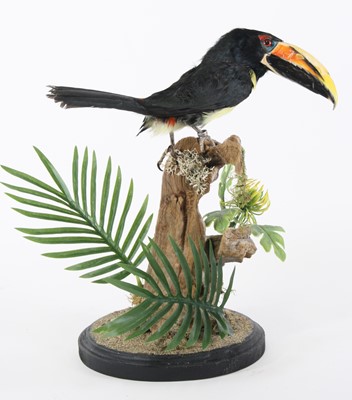 Lot 3686 - A taxidermy Green Aracari (Pteroglossus...