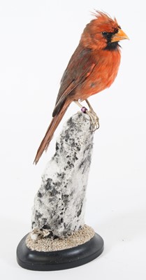 Lot 3646 - A taxidermy Red Cardinal (Cardinalis...