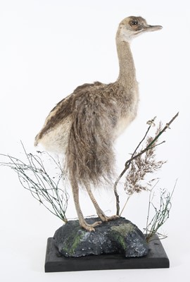 Lot 3677 - A taxidermy Rhea Chick (Rhea americana),...