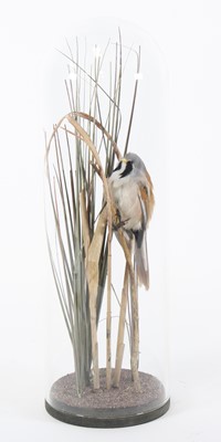 Lot 3674 - A taxidermy Bearded Tit (Panurus biarmicus),...