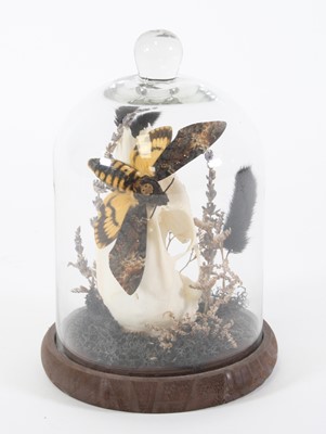 Lot 3618 - An African Death's Head Hawk Moth (Acherontia),...
