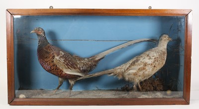 Lot 3647 - A brace of Victorian taxidermy Leucistic and...