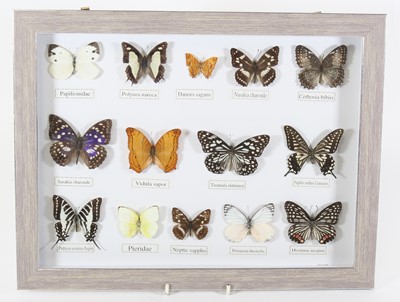 Lot 3591 - Lepidopterology, a collection of fourteen...