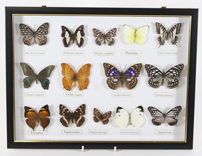 Lot 3592 - Lepidopterology, a collection of fourteen...