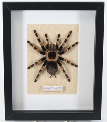 Lot 3593 - A taxidermy Red-knee Tarantula (Brachypelma...