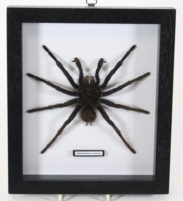 Lot 3594 - A taxidermy Puruvian Bird-easting Spider...