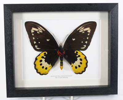 Lot 3595 - A taxidermy Goliath Birdwing (Ornithoptera...