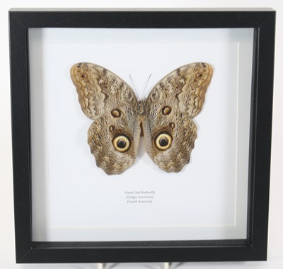 Lot 3596 - A taxidermy Giant Owl Buterfly (Caligo memnon),...
