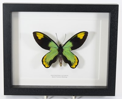 Lot 3631 - A taxidermy Queen Victoria's Birdwing...