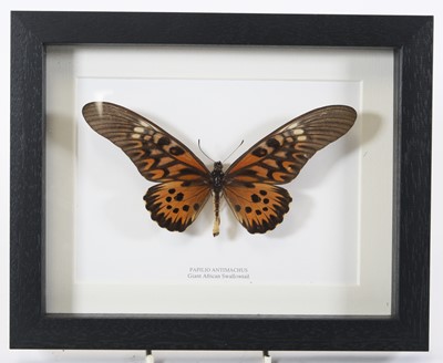 Lot 3619 - A taxidermy Giant African Swallowtail (Papilio...