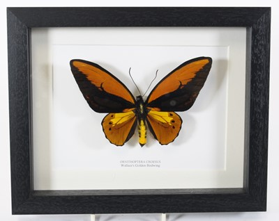 Lot 3620 - A taxidermy Wallace's Golden Birdwing...