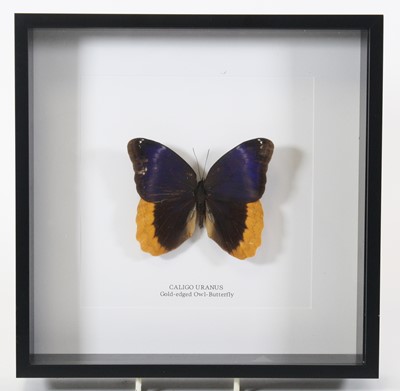 Lot 3621 - A taxidermy Gold-edged Owl-Butterfly (Caligo...
