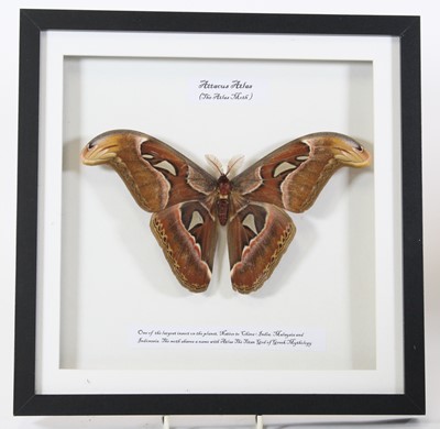 Lot 3622 - A taxidermy Atlas Moth (Attacus Atlas), framed,...