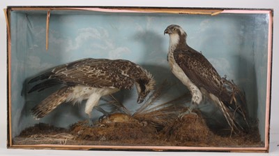 Lot 3694 - A pair of Victorian taxidermy Osprey (Pandion...