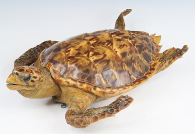 Lot 3648 - An early 20th century taxidermy Hawksbill...