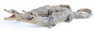 Lot 3607 - A pair of taxidermy juvenile...