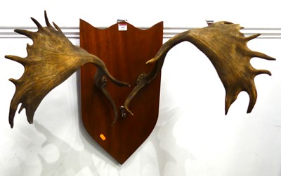 Lot 602 - A pair of antler horns mounted on a teak shield