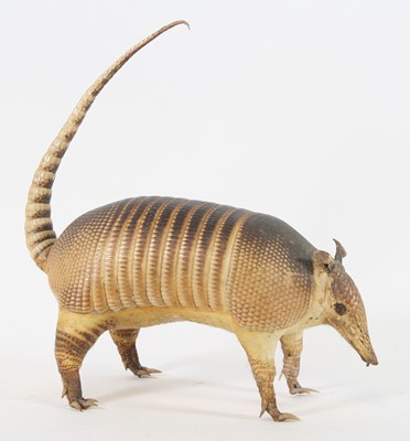 Lot 963 - A early 20th century taxidermy study of a...