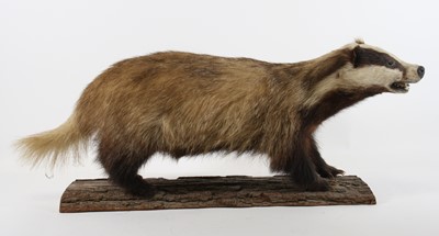 Lot 928 - A late 20th century taxidermy European Badger...