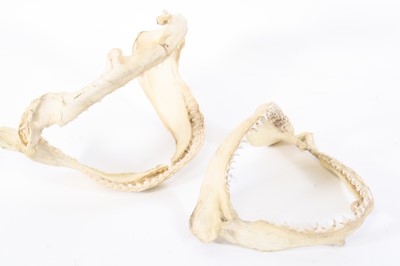Lot 942 - Natural History, a Sharks jaw, probably from...