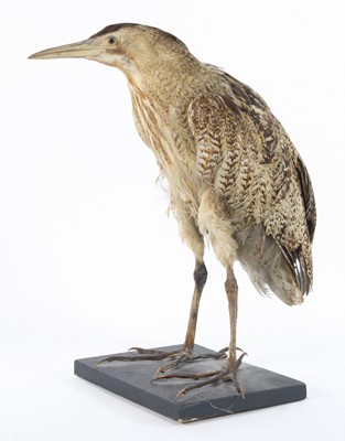 Lot 920 - A late 19th century Eurasian Bittern (Botaurus...