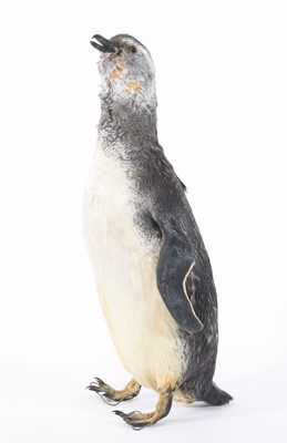 Lot 870 - A taxidermy Magellan Penguin (Spheniscus...