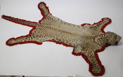 Lot 957 - A taxidermy Indian Leopard Skin Rug (Panthera...