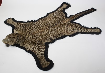 Lot 851 - A taxidermy Indian Leopard skin rug, (Panthera...