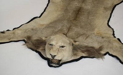 Lot 864 - A taxidermy South African Lion (Panthera leo),...