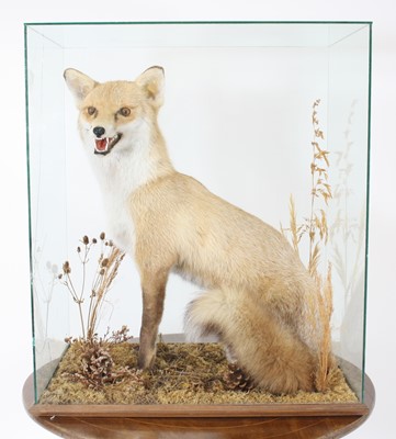 Lot 930 - A taxidermy Red Fox (Vulpes vulpes), ful mount...