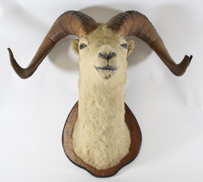 Lot 936 - A taxidermy Dall Sheep (Ovis dalli), head and...