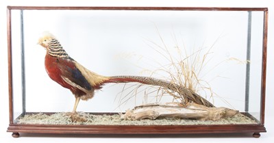 Lot 909 - A 20th century taxidermy Golden Pheasant,...
