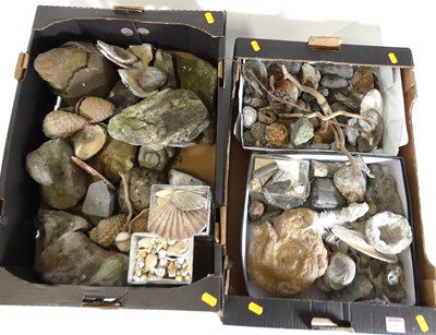 Lot 105 - A collection of fossils, minerals, rock...