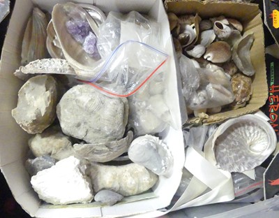 Lot 515 - A collection of fossils, rocks and seashells,...