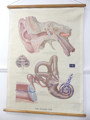 Lot 373 - A mid 20th century medical poster of the human...