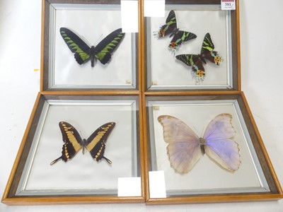 Lot 381 - A framed and glazed butterfly specimen "Morpho...