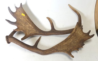 Lot 435 - A pair of fallow deer antlers, length 59cm