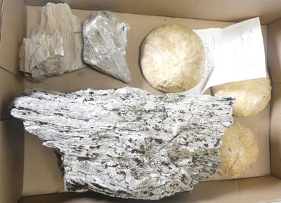 Lot 444 - A collection of fossils and minerals to...