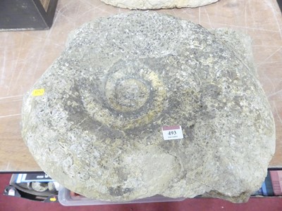 Lot 493 - A large fossilised ammonite, possibly...
