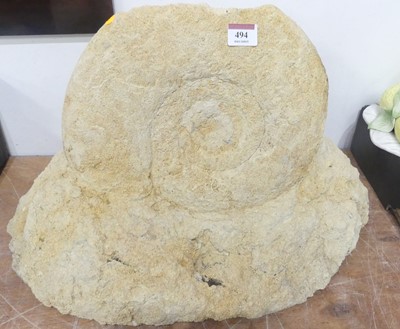 Lot 494 - A large fossilised ammonite, possibly...