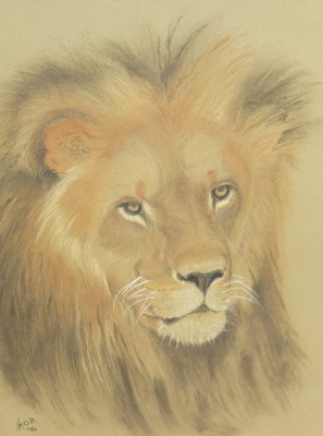 Lot 1027 - Janet O'Reilly - Lion study, pastel, 32x24cm,...