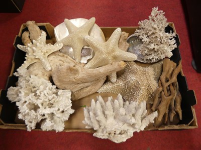 Lot 606 - A collection of shells and coral, to include...