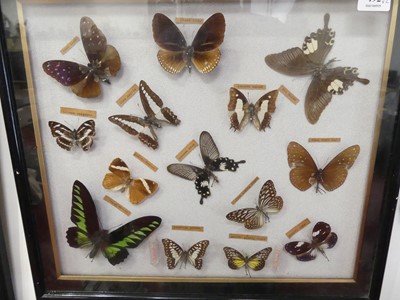 Lot 492 - A collection of butterfly specimens, housed in...