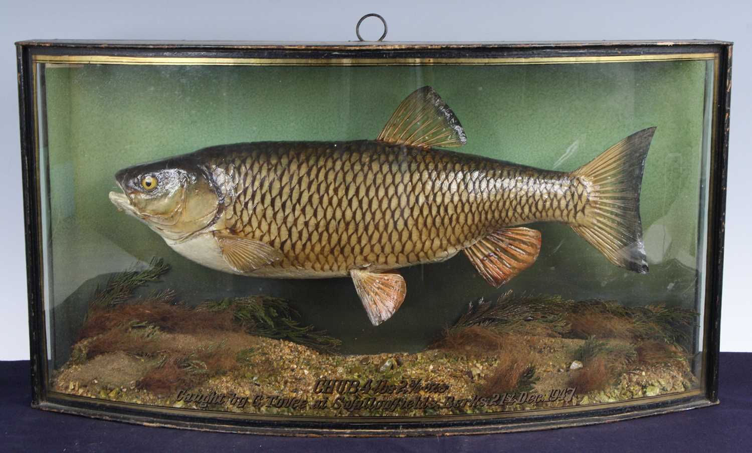 Lot 903 - A mid-20th century taxidermy Chub (Leuciscus...