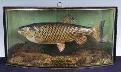 Lot A mid-20th century taxidermy Chub (Leuciscus...