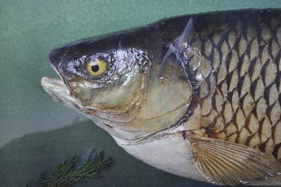 Lot 903 - A mid-20th century taxidermy Chub (Leuciscus...