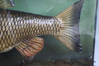 Lot 903 - A mid-20th century taxidermy Chub (Leuciscus...