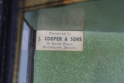 Lot 903 - A mid-20th century taxidermy Chub (Leuciscus...