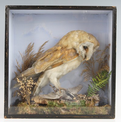 Lot 888 - A late Victorian taxidermy Barn Owl (Tyto...